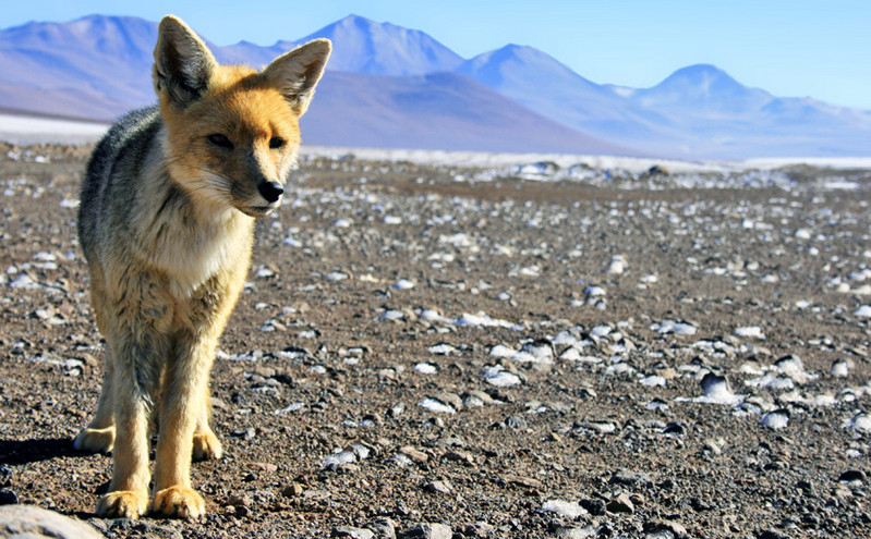Περού: Νόμιζαν ότι αγόρασαν σκύλο αλλά ήταν αλεπού των Άνδεων