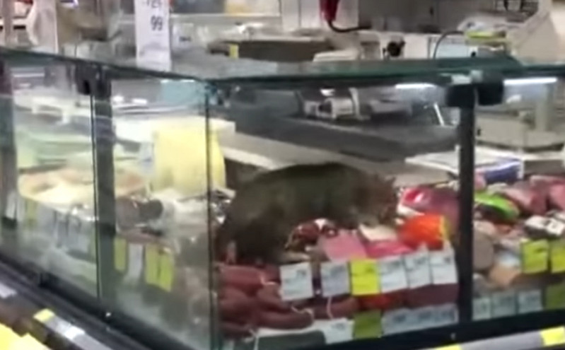 Τουρκία: Γάτα μπήκε σε ψυγείο σούπερ μάρκετ και έτρωγε ανενόχλητη τα τρόφιμα