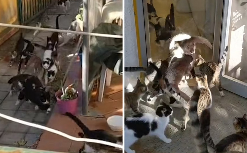 Ούτε μία, ούτε δύο αλλά 24: Γάτες τρέχουν για να φάνε το πρωινό τους &#8211; Το βίντεο στο TikTok με τα 3,9 εκατ. views