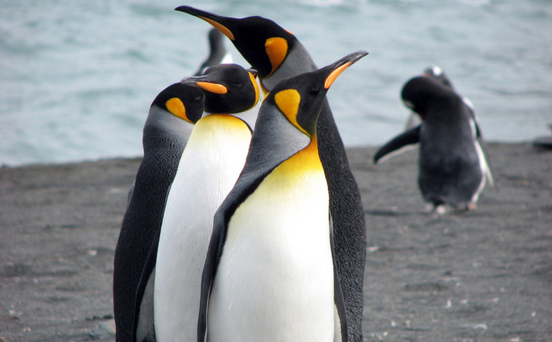 Το μεγάλο ταξίδι ενός πιγκουίνου από την Ανταρκτική στη Νέα Ζηλανδία