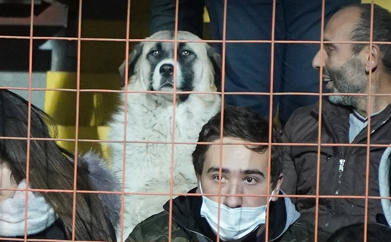 Προκριματικά Μουντιάλ: Σκύλος μπήκε στο γήπεδο και&#8230; άραξε για να δει τον αγώνα Αρμενία &#8211; Γερμανία