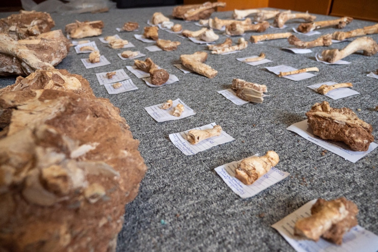 Στο φως απολιθωμένα οστά ζώων που έζησαν στη Λέσβο πριν από 2 εκατομμύρια χρόνια
