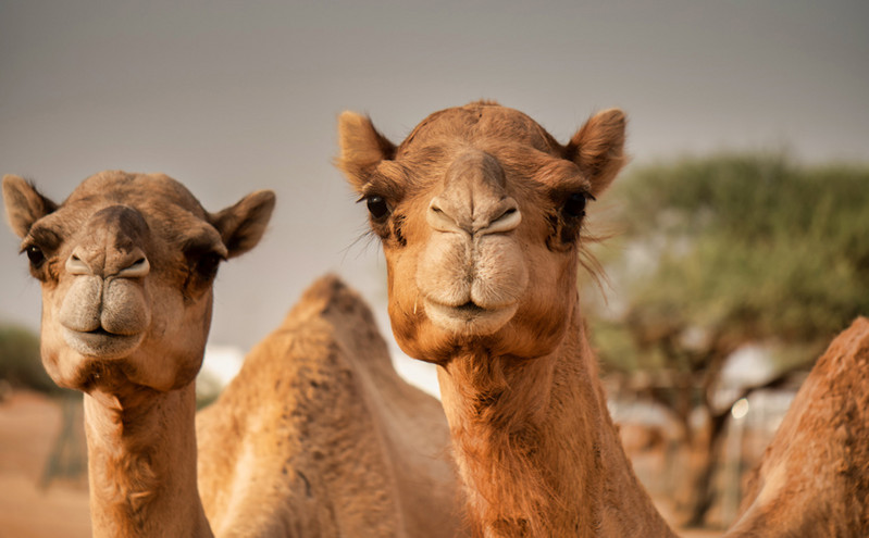 Σαουδική Αραβία: Καμήλες αποκλείστηκαν από διαγωνισμό ομορφιάς λόγω&#8230; μπότοξ