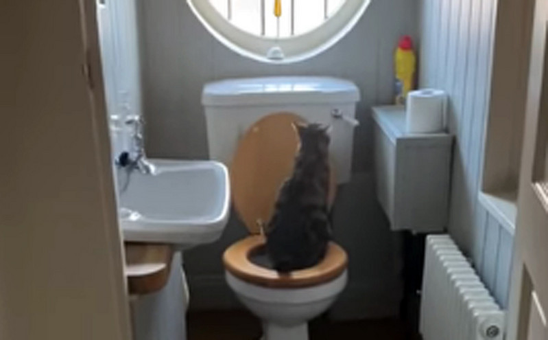 Όταν ανακαλύπτεις ότι η γάτα σου ξέρει να χρησιμοποιεί την τουαλέτα