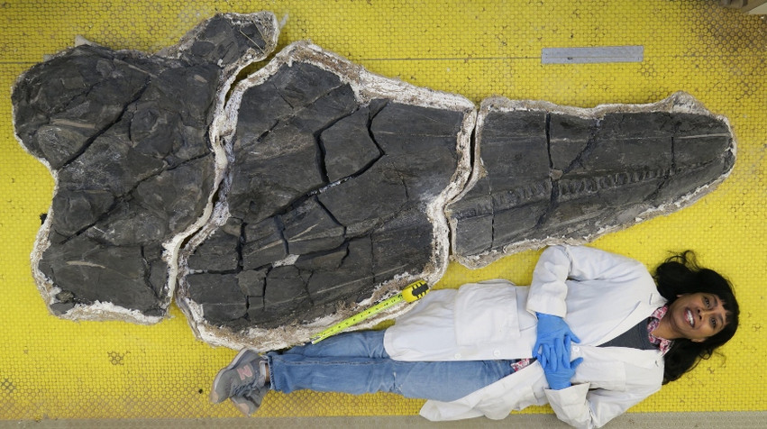 Οι θαλάσσιοι δράκοι υπήρχαν: Βρέθηκε τεράστιο απολιθωμένο κρανίο ιχθυόσαυρου