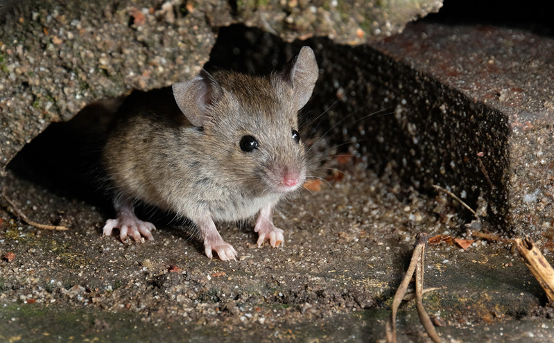Μετάλλαξη Όμικρον: Μολύνει ποντίκια και αρουραίους ενώ τα υπόλοιπα στελέχη όχι