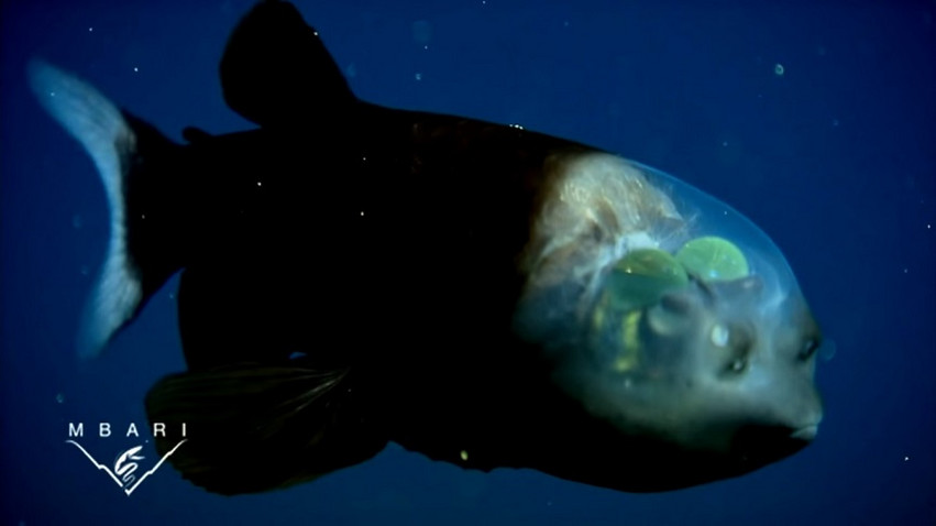 Το σπάνιο ψάρι βαθέων υδάτων με το διάφανο κεφάλι και τα σωληνοειδή μάτια
