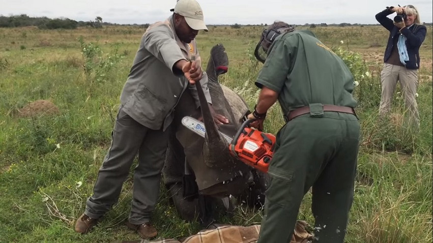 Βιετνάμ: Ποινή ρεκόρ επιβλήθηκε σε λαθρέμπορο κεράτων ρινόκερου