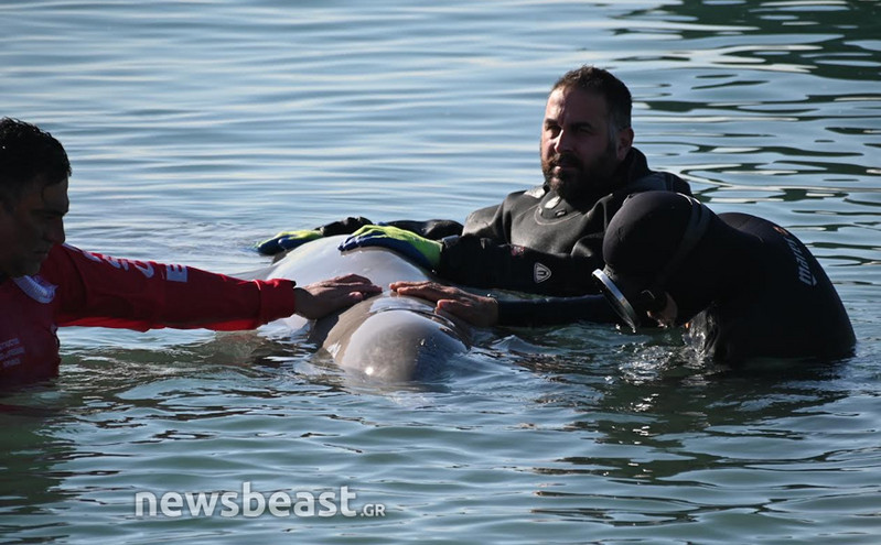 Φάλαινα στον Άλιμο: Ανταποκρίνεται στην ιατρική αγωγή και μεταφέρθηκε σε βαθύτερη περιοχή