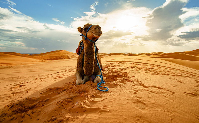 Στη Σαουδική Αραβία το πρώτο ξενοδοχείο για&#8230; καμήλες
