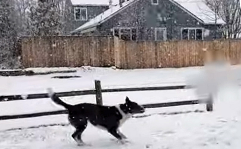 Αυτός ο σκύλος είναι μάλλον ο μεγαλύτερος λάτρης του χιονιού
