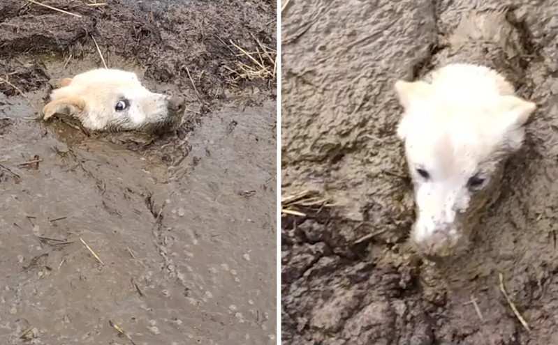 Συγκινητικό βίντεο με τη διάσωση σκύλου που ήταν θαμμένος σε λάσπη