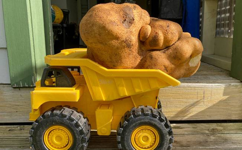 Ο Doug, η μεγαλύτερη πατάτα στον κόσμο, θα σταλεί για εξέταση DNA