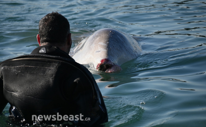 Καρέ καρέ ο απεγκλωβισμός της φάλαινας στον Άλιμο &#8211; Δείτε φωτογραφίες και βίντεο