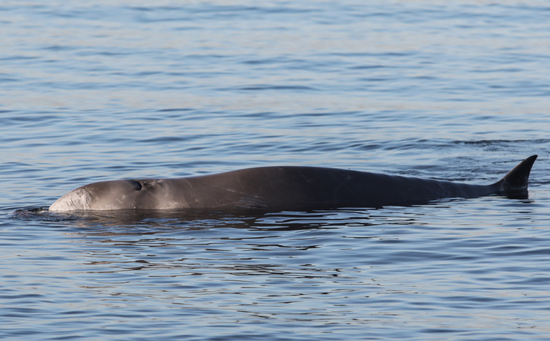 Φάλαινα στον Άλιμο: Τα πρώτα αποτελέσματα από τις εξετάσεις – Πολύ σοβαρή η κατάσταση της υγείας της