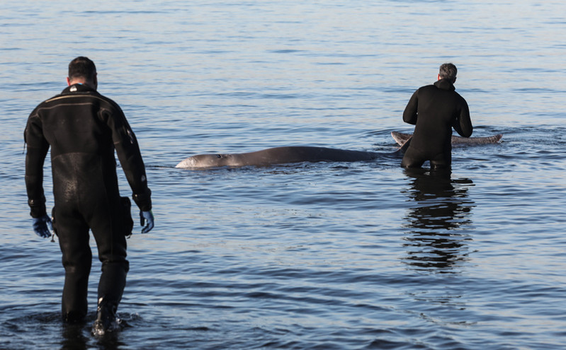 Φάλαινα στον Άλιμο: «Του έβαλαν ορό για κατοικίδιο – Μεγάλο λάθος η επαναπροώθηση του Σωτήρη στα ανοιχτά»