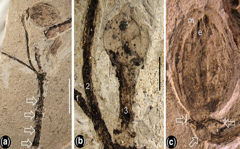 Βρέθηκε απολιθωμένος ανθός λουλουδιού 130 εκατ. ετών &#8211; Μπορεί να λύσει το «αποτρόπαιο μυστήριο» του Δαρβίνου