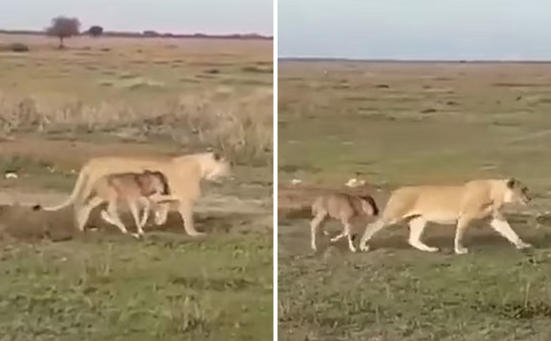 Όταν η μητρική αγάπη ξεπερνά τα ένστικτα: Μία λέαινα οδηγεί μωρό γκνου πίσω στο κοπάδι του