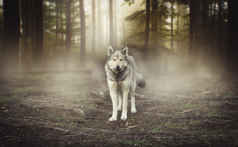 Λύκος στον Διόνυσο: Οδηγίες και συμβουλές προς τους πολίτες από τον δήμο