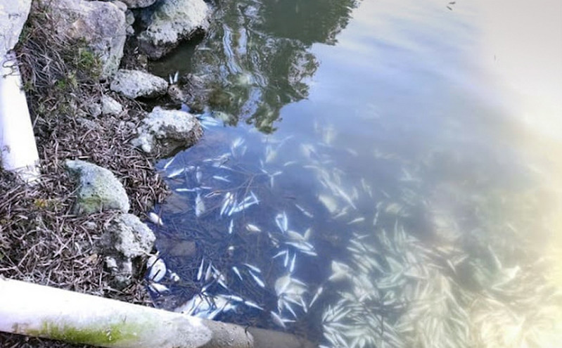 Καιρός: Πέθαναν περίπου 370.000 ψάρια 12 ειδών από το κρύο στη λιμνοθάλασσα Δρεπάνου