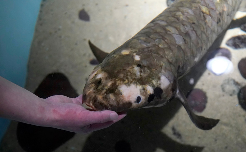 Μαθουσάλας: Το αρχαιότερο ψάρι στον κόσμο που τρελαίνεται για χάδια στην κοιλιά