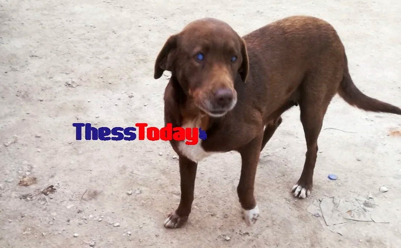 Απίστευτη κτηνωδία στη Νάουσα: Δηλητηρίασαν την τυφλή σκυλίτσα που συγκίνησε όλη την Ελλάδα