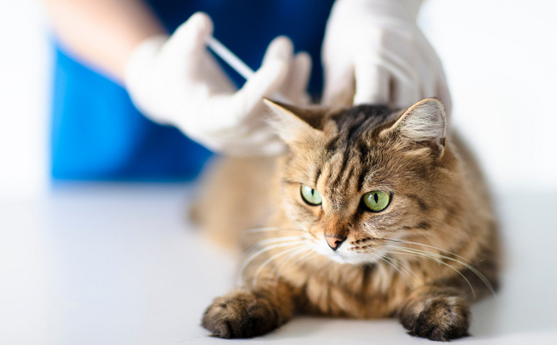 Μονοκλωνικά αντισώματα για γάτες ενέκρινε ο FDA