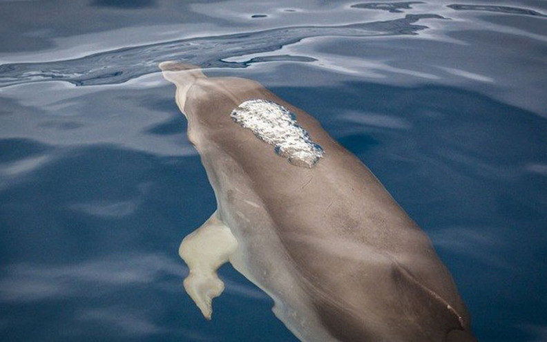 Λέσβος: Εικόνες θλίψης και ντροπής καθώς δελφίνι παραμένει άταφο εδώ και ένα μήνα