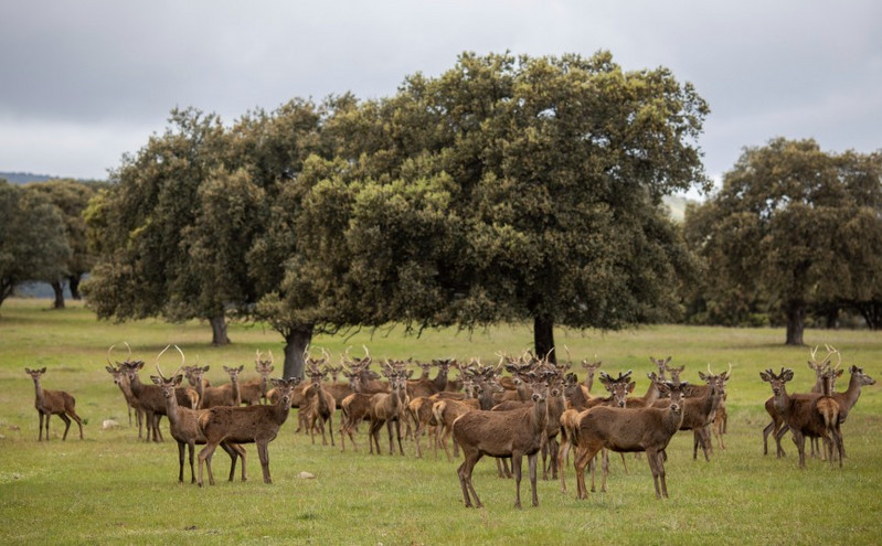 Κτηνωδία στην Ανδαλουσία: Σκότωσαν σχεδόν 450 ελάφια και αγριογούρουνα σε μια ημέρα