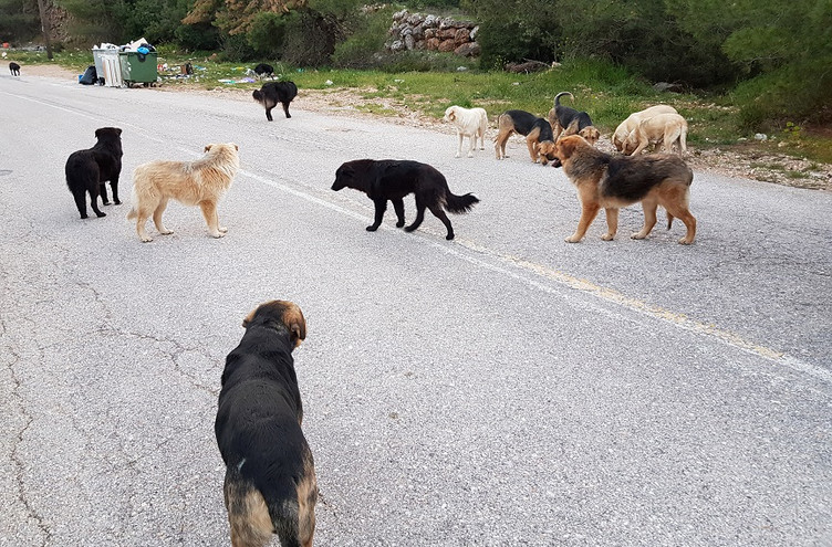 Χίος: Ο Φιλοζωικός Σύλλογος κινείται νομικά για τις φόλες σε αδέσποτα – Τουλάχιστον 60 ζώα έχουν θανατωθεί τους τελευταίους μήνες