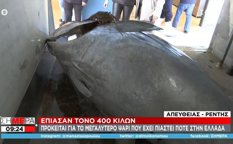 Έπιασαν τόνο 390 κιλών και μήκους 3 μέτρων στο Ιόνιο Πέλαγος