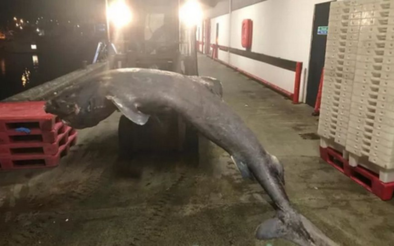 Εξαιρετικά σπάνιος καρχαρίας της Γροιλανδίας ξεβράστηκε στη Βρετανία &#8211; Μπορεί να είναι και 100 ετών