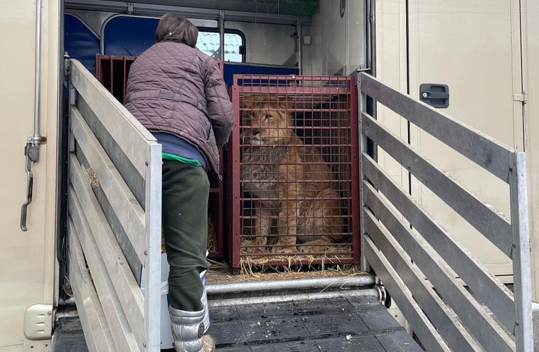 Πόλεμος στην Ουκρανία: Λιοντάρια και τίγρεις απομακρύνθηκαν από καταφύγιο ζώων κοντά στο Κίεβο