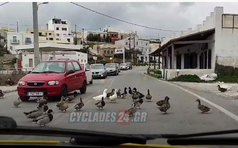 Σύρος: Κυκλοφοριακό κομφούζιο προκάλεσαν&#8230; πάπιες στο νησί &#8211; Δείτε το βίντεο