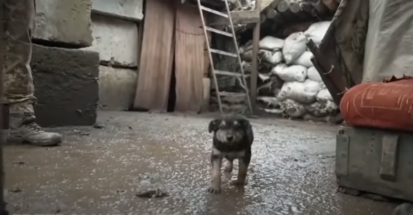 Ένα κουτάβι στην πρώτη γραμμή του πολέμου στην Ουκρανία – Η ιστορία του «Ράμπο»