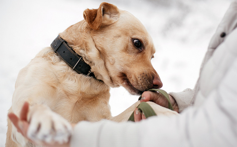 Νέα στοιχεία: Οι σκύλοι μυρίζουν τον κορονοϊό στους ανθρώπους από τον ιδρώτα
