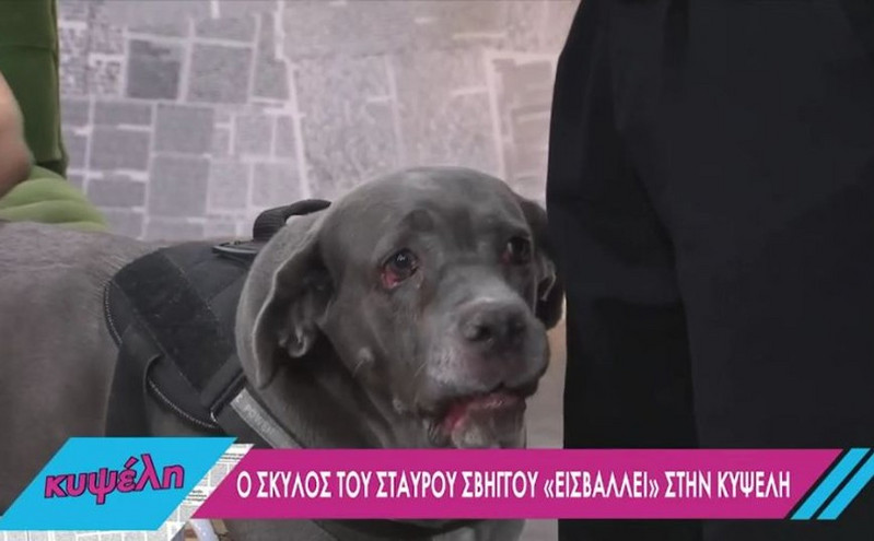 Σταύρος Σβήγκος: Ο γιγαντόσωμος σκύλος του εισέβαλε στο πλατό και «γκρέμισε» τα πάντα από τη χαρά του