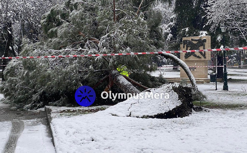 Κακοκαιρία Φίλιππος &#8211; Κατερίνη: Ξεριζώθηκαν δέντρα από τον χιονιά