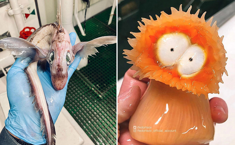 Ψαράς γίνεται viral στο Instagram με τις τρομακτικές ανακαλύψεις του &#8211; Το «μωρό δράκος» που τρέλανε το ίντερνετ