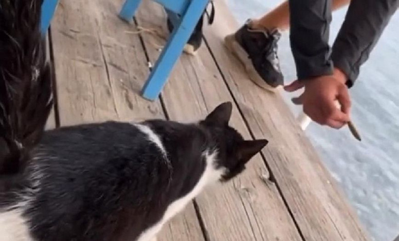 Το βίντεο της οργής με το γατάκι σε ταβέρνα στην Αιδηψό, το χρονικό και οι αντιδράσεις