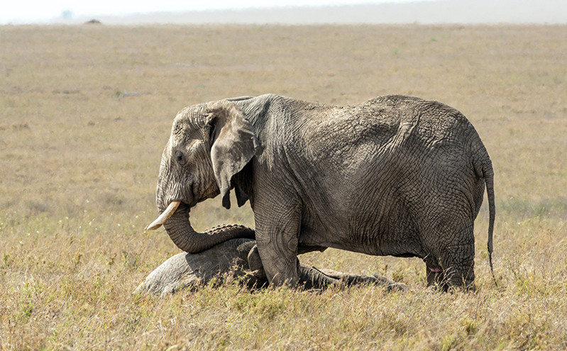Οι ελέφαντες θρηνούν τους αγαπημένους τους &#8211; Συγκινούν τα βίντεο