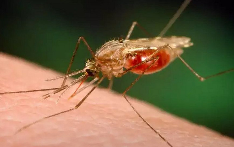 Κίνδυνος ελονοσίας στην Ελλάδα τις επόμενες δεκαετίες λόγω της κλιματικής αλλαγής