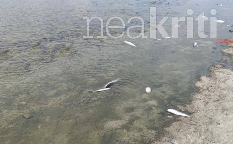 Κρήτη: Γέμισε νεκρά ψάρια ο ποταμός Αποσελέμης