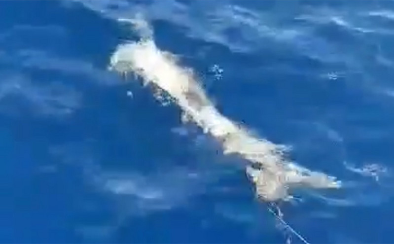 Ο καρχαρίας 200 κιλών που έπιασαν ψαράδες στα Χανιά
