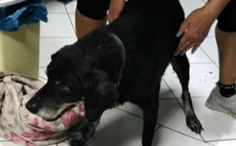 Κρήτη: Έδεσε τον γέρικο σκύλο του στον προφυλακτήρα και τον έσερνε