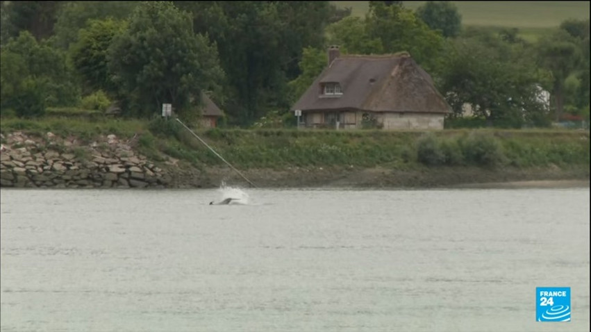 Γαλλία: Επιχείρηση διάσωσης μιας όρκας που βρέθηκε στον ποταμό Σηκουάνα
