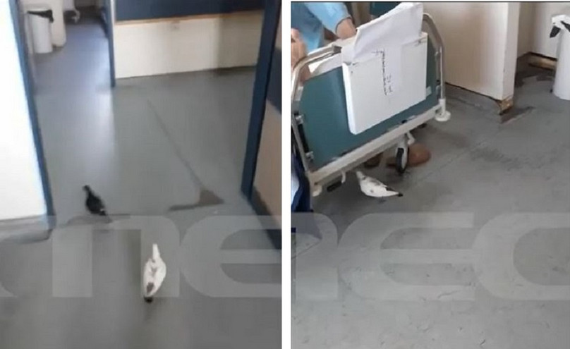 Ρόδος: Περιστέρια κόβουν βόλτες μέσα στο νοσοκομείο- «Προσλήψεις σεκιούριτι για να τα διώχνουν»