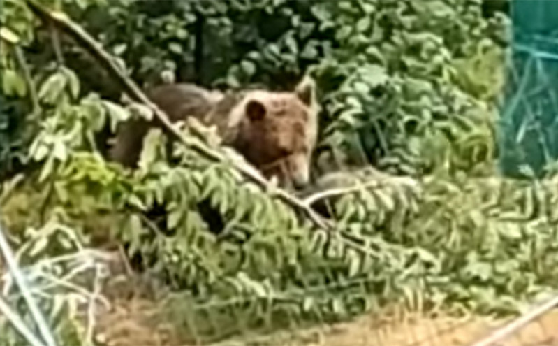 Καστοριά: Καφέ αρκούδα κάνει μονόζυγο για να φάει κεράσια και «γκρεμίζει» δέντρο