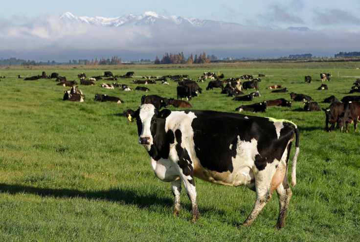 Νέα Ζηλανδία: Αποφάσισε να φορολογήσει το… ρέψιμο των αγελάδων