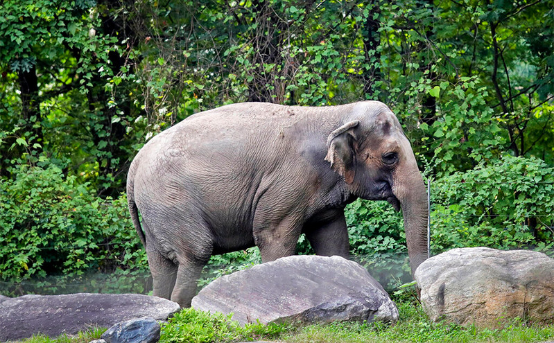 ΗΠΑ: Δικαστήριο απαγόρευσε την απελευθέρωση ελέφαντα &#8211; «Νομικά δεν έχει τα ίδια δικαιώματα με τον άνθρωπο»
